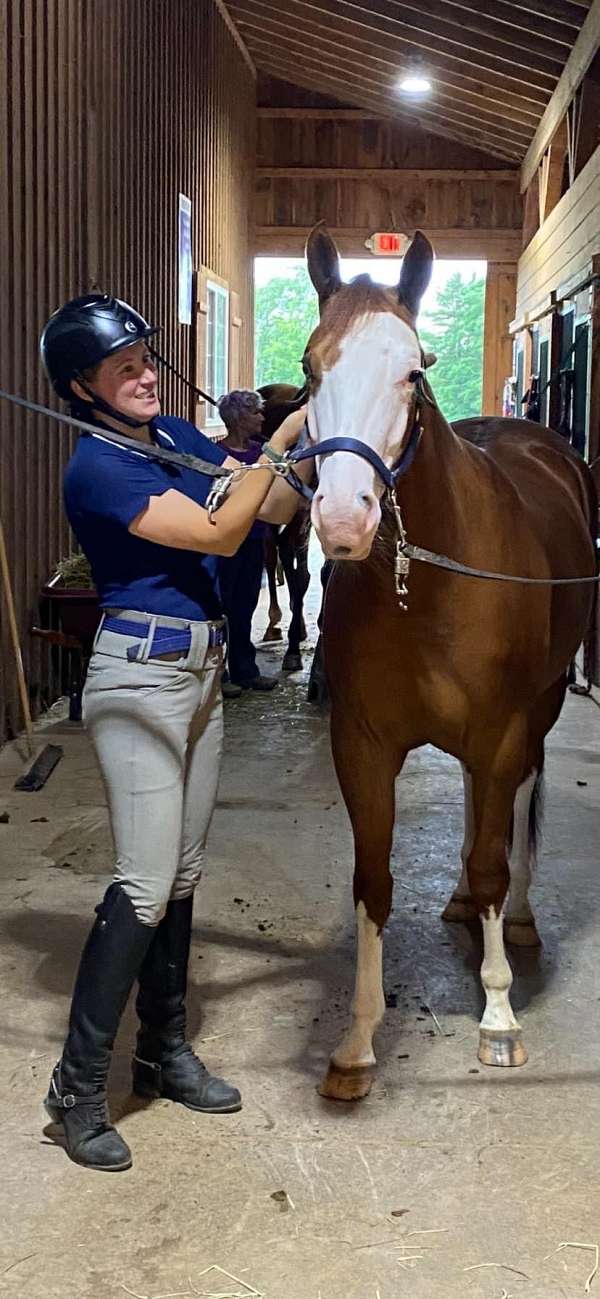 reining-quarter-horse