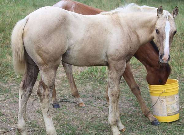 4-socks-strip-horse