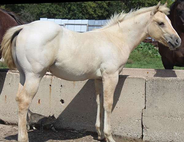 strip-socks-horse