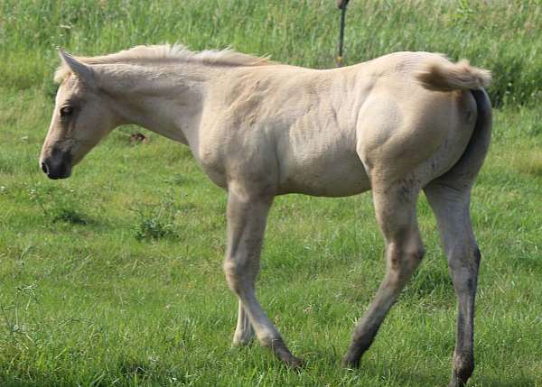 red-dun-strip-socks-horse