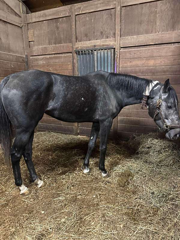 aqha-jc-pony-thoroughbred-mare