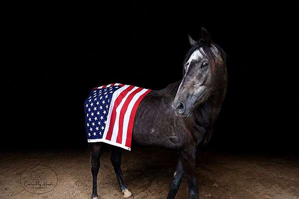 barrel-pony-thoroughbred-pony