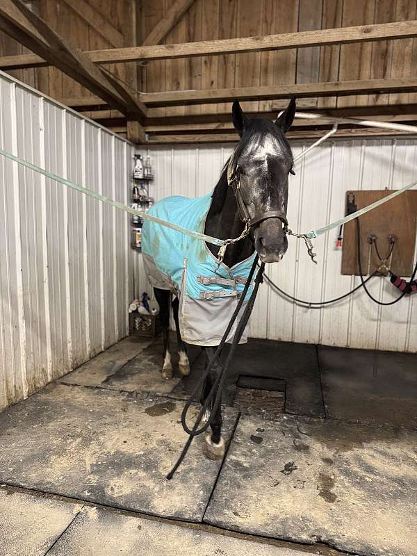 aqha-jc-mare