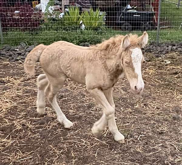 gypsy-vanner-filly