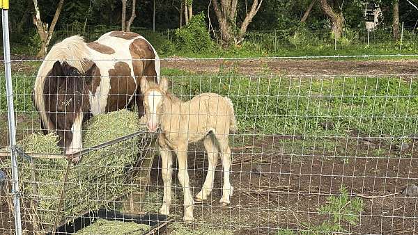 gypsy-vanner-horse-for-sale