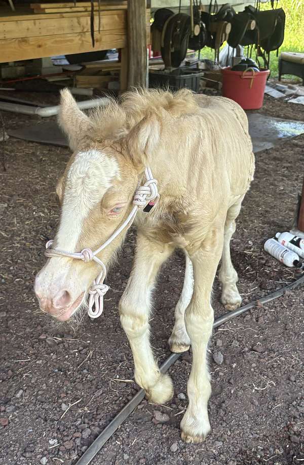 gypsy-vanner-horse