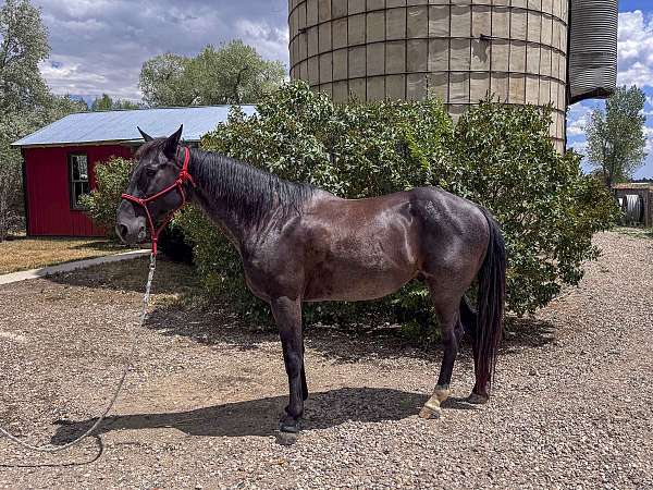 all-around-quarter-horse