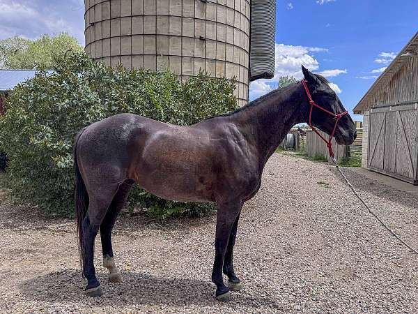 athletic-quarter-horse