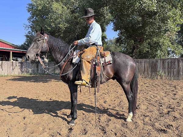 flashy-quarter-horse