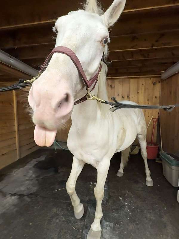 mustang-gelding