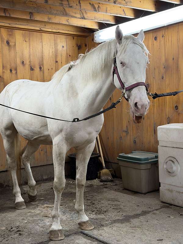mustang-horse-for-sale