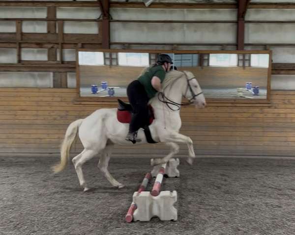 gelding