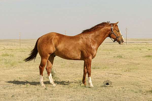 red-dun-t-horse