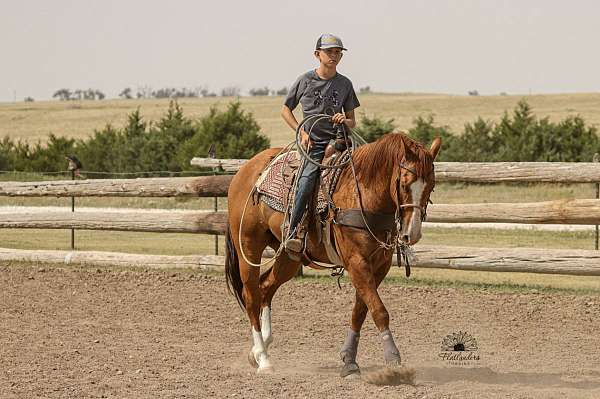 all-around-quarter-horse