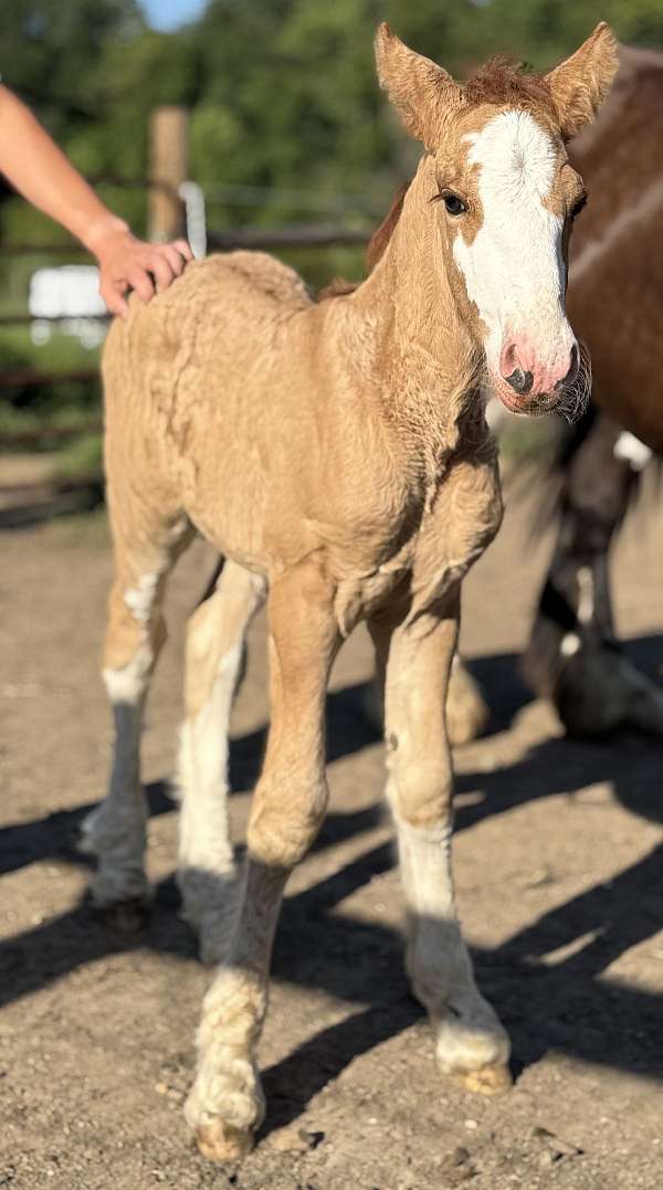 red-dun-gypsy-vanner-colt