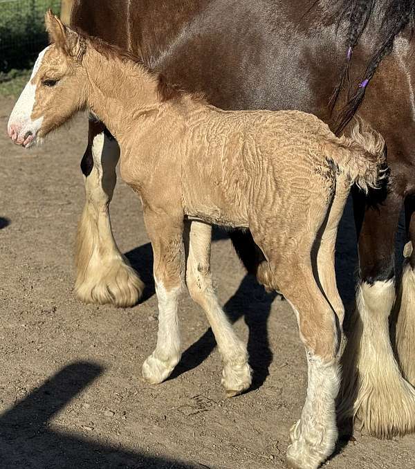 red-dun-gvhs-colt