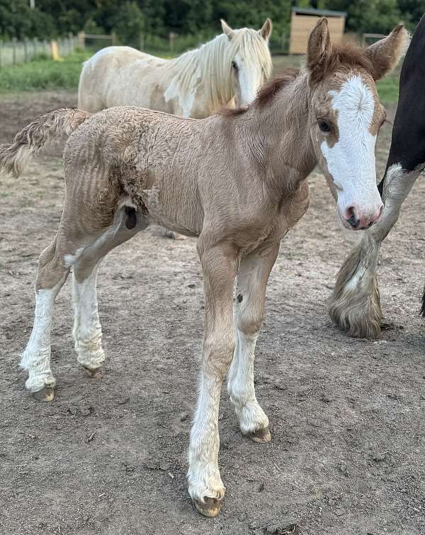 red-dun-gvhs-horse