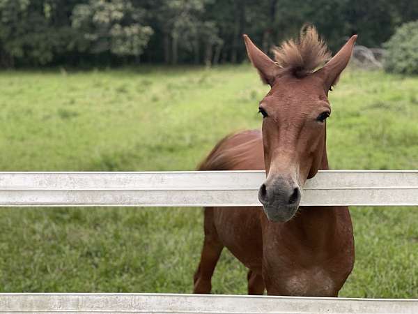 experienced-finished-mule