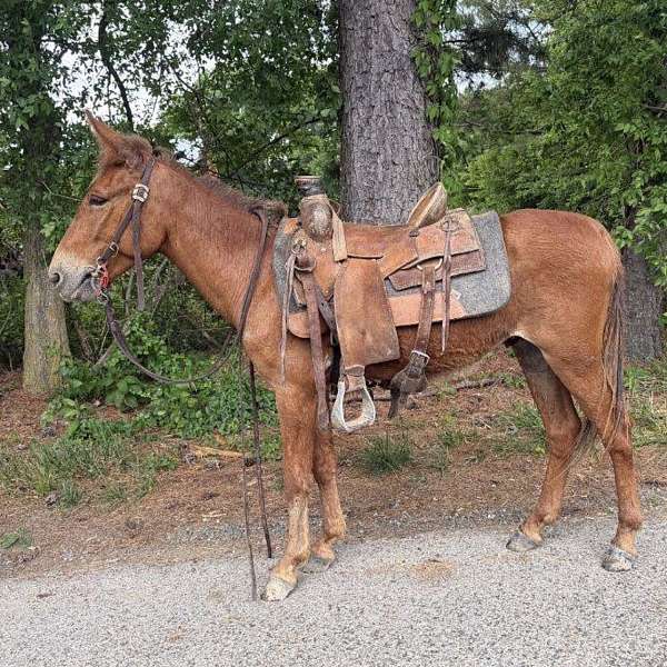 chestnut-mule-gelding