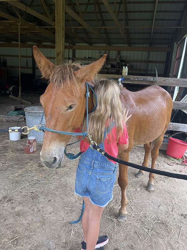 chestnut-gelding-for-sale