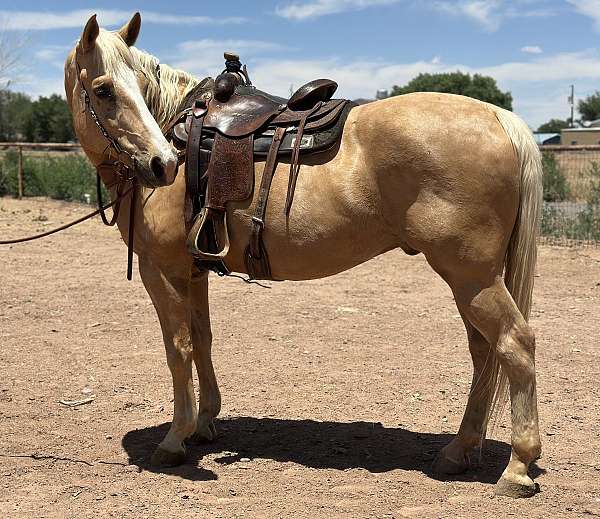 beginner-draft-horse