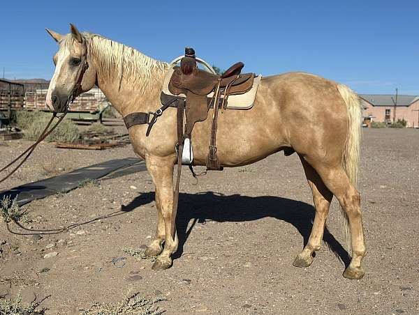 all-around-draft-horse