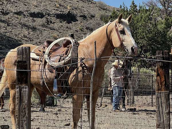 draft-horse