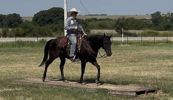 none-horse