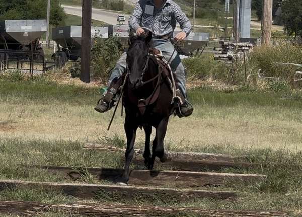 black-none-horse