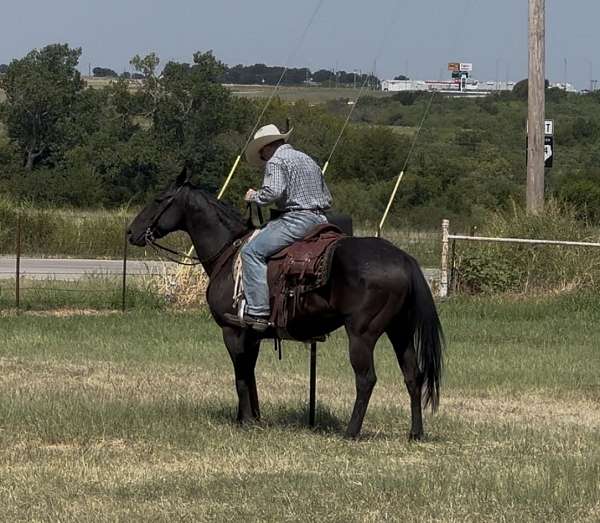 all-around-quarter-horse