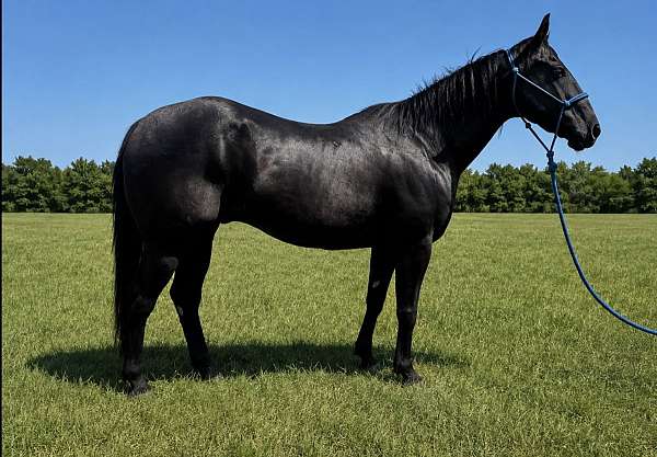 athletic-quarter-horse