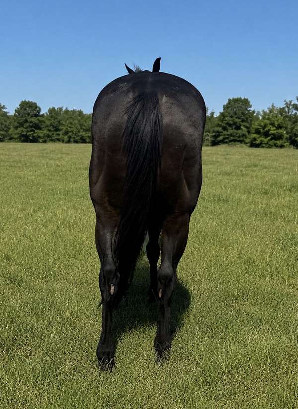 beginner-quarter-horse