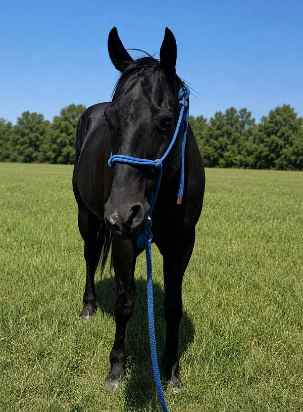 drill-team-quarter-horse