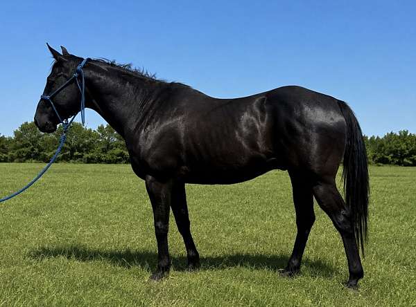 husband-safe-quarter-horse