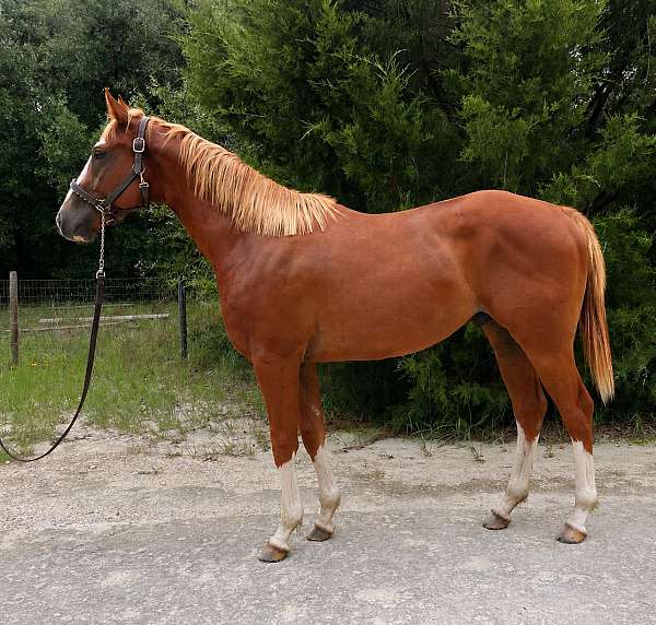 chestnut-white-thoroughbred-colt-mare