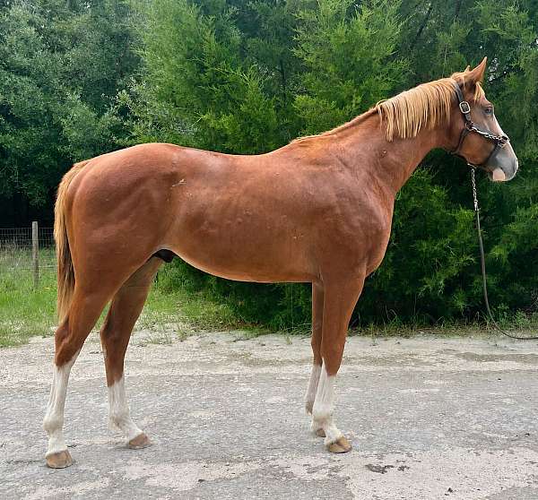 chestnut-white-colt-mare-for-sale