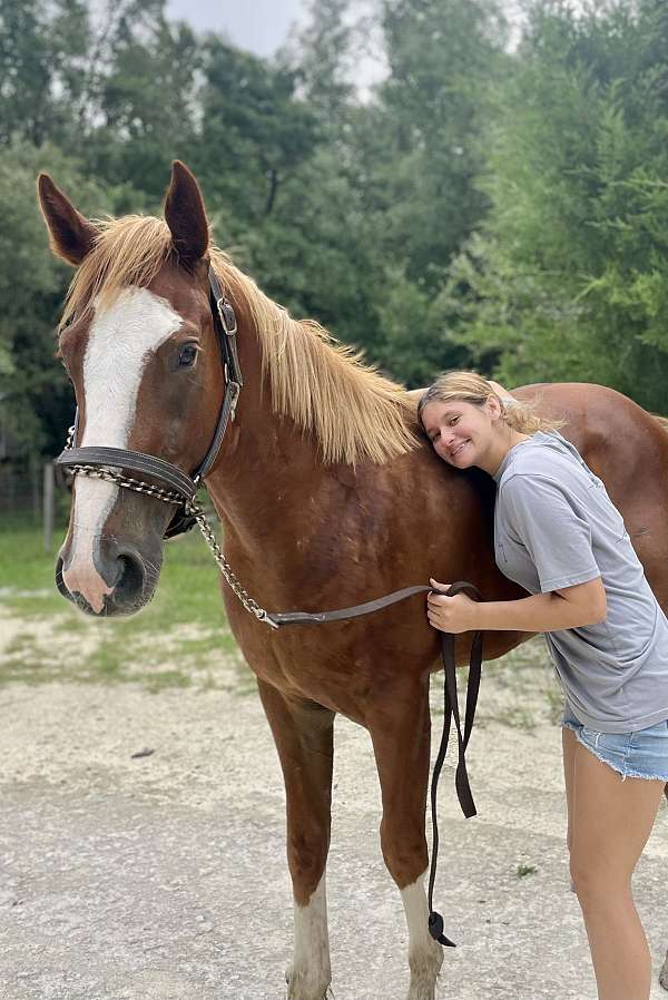 chestnut-white-thoroughbred-for-sale