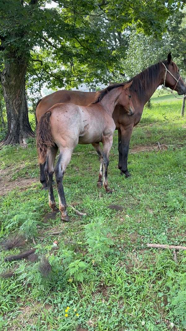 breeding-quarter-horse
