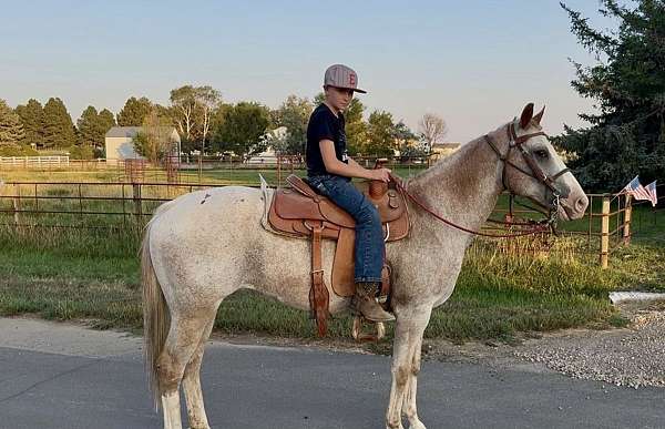 all-around-appaloosa-horse