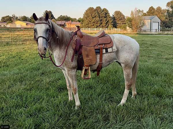 appaloosa-horse