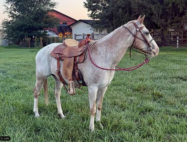sorrel-appaloosa-horse