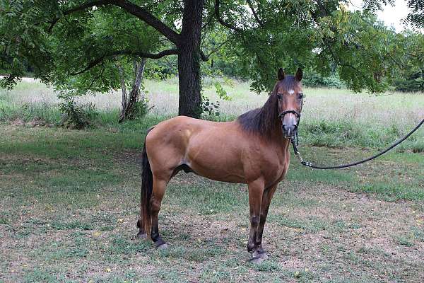 quarter-horse-gelding