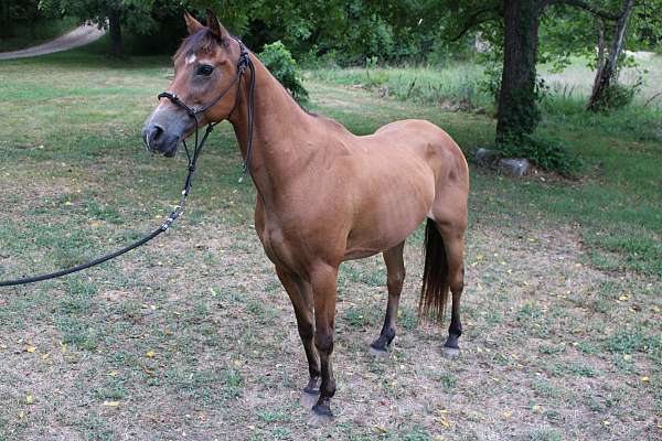 quarter-horse-for-sale