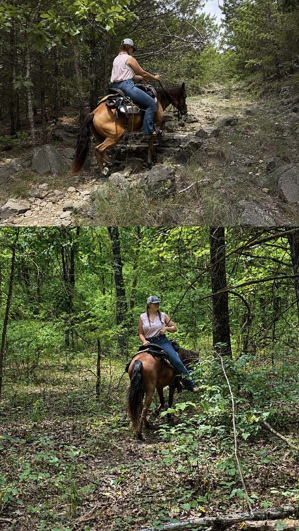 quarter-horse