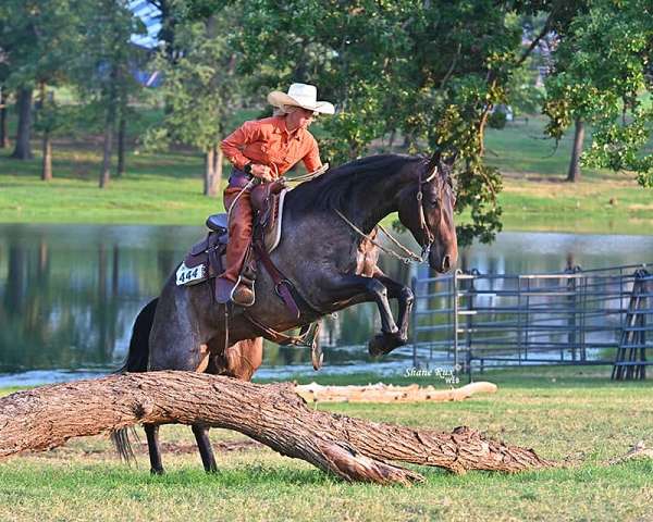 double-registered-quarter-horse