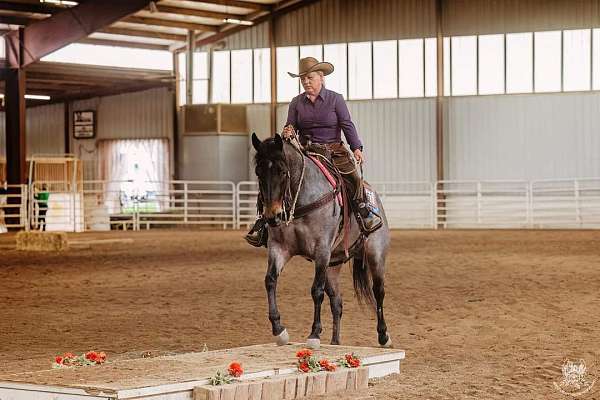 high-point-champion-mare