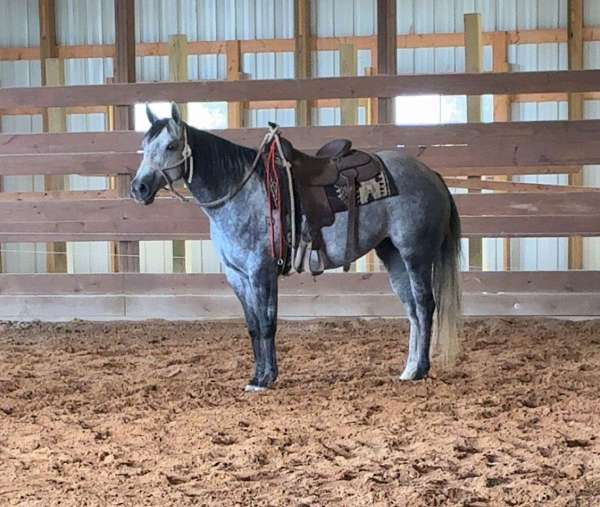 all-around-quarter-horse