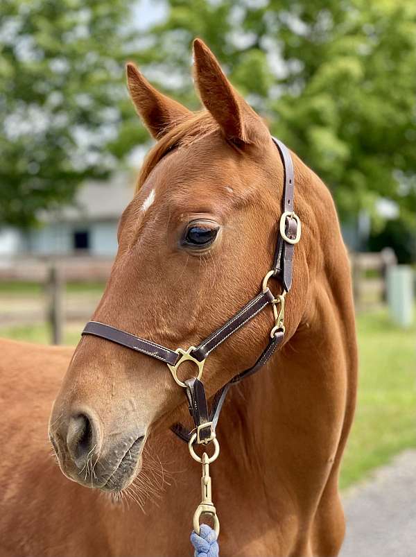 athletic-westphalian-pony