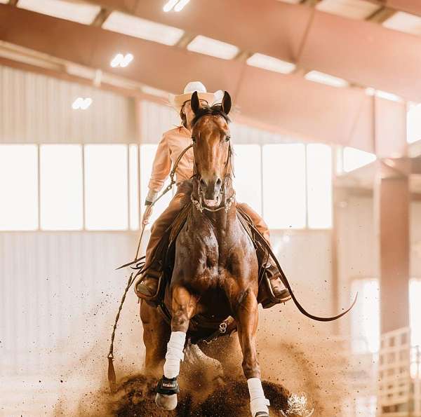calf-roping-quarter-horse