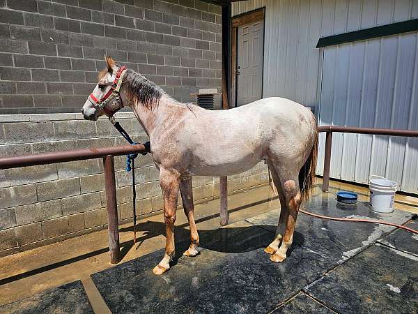 competitive-appaloosa-horse